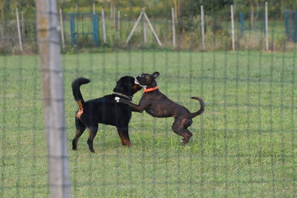 iterazione tra due cani con comportamento dominante