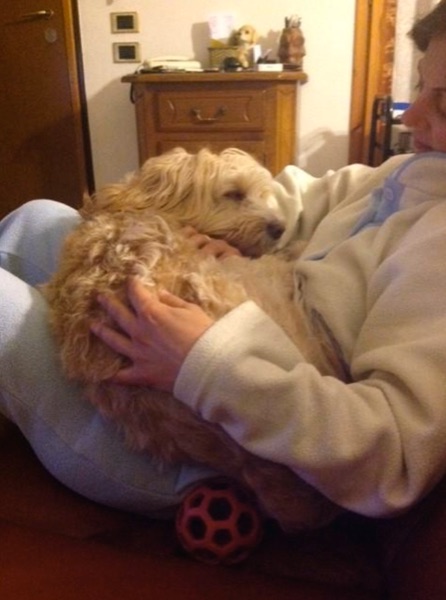 comunicazione uomo cane