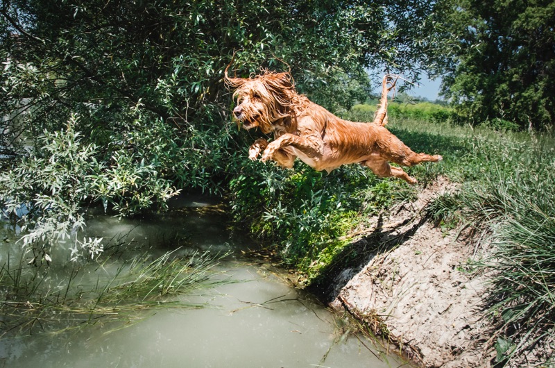 cane tuffo acqua