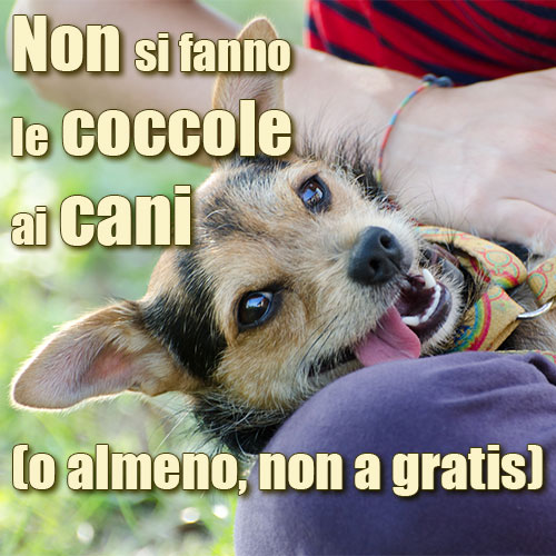 coccole al cane