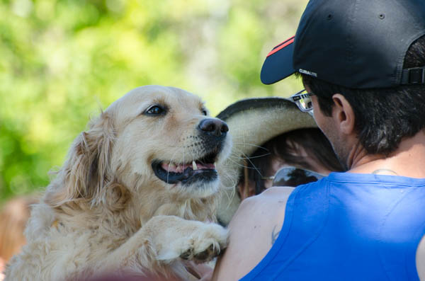 contatto sociale del cane