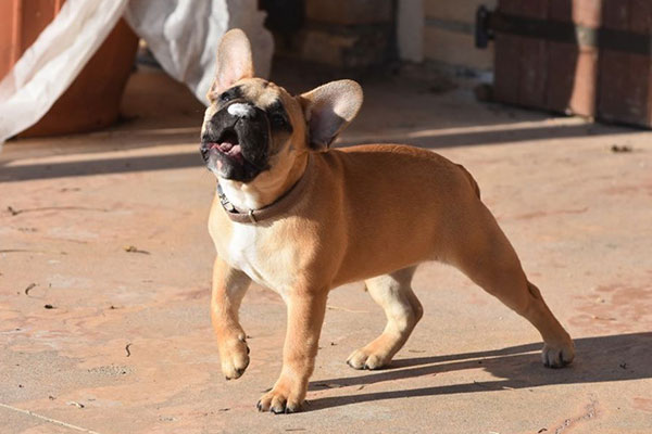bouldogue francese cucciolo