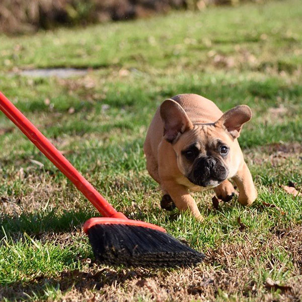 insegna al tuo cane a giocare