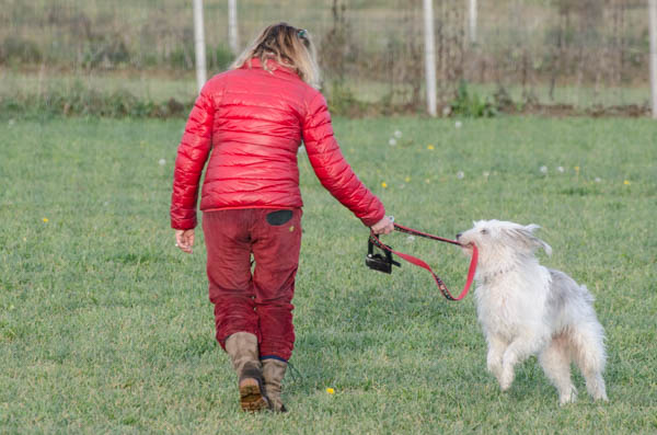 cane tira e morde il guinzaglio