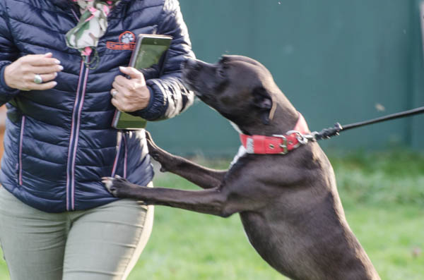 cane al guinzaglio morde proprietario