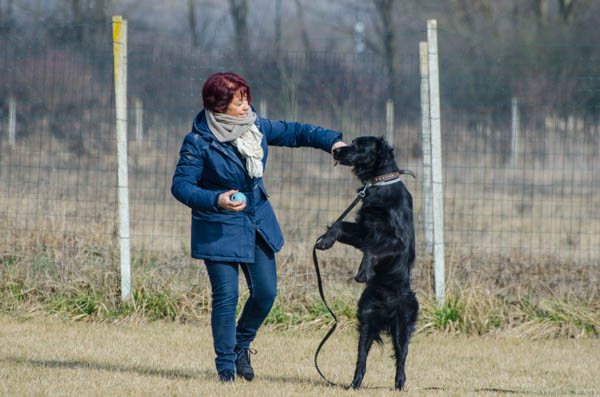cane salta addosso al proprietario gioco pallina