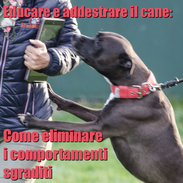 educazione del cane