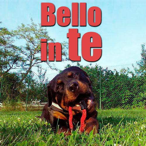 comportamento aggressivo rottweiler