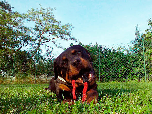 comportamento aggressivo rottweiler