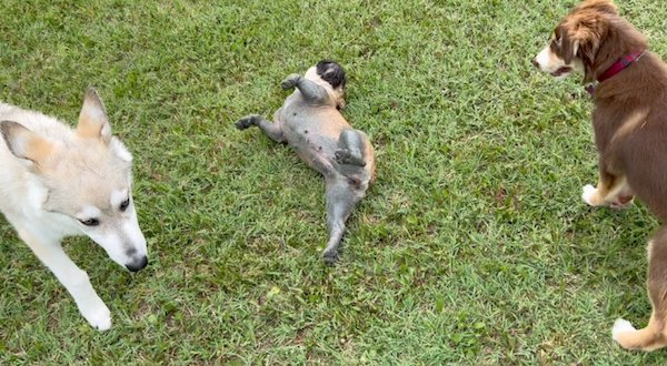 comportamento del cane di sottomissione