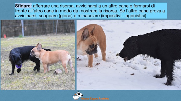 gioco come testing nel cane