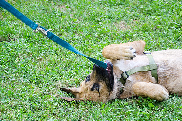 cane che morde il guinzaglio