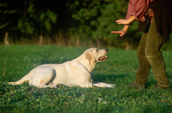 controllare il cane