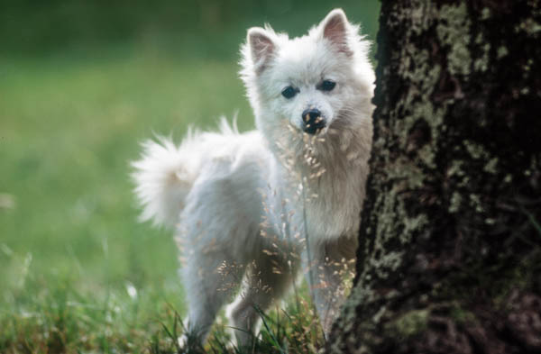 cane piccola taglia pauroso