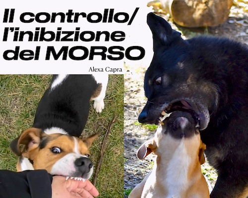 il mio cane morde