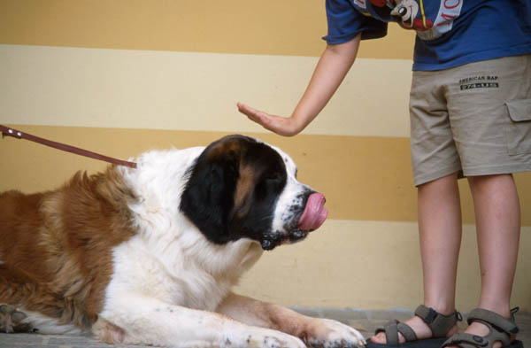 stress comportamento del cucciolo