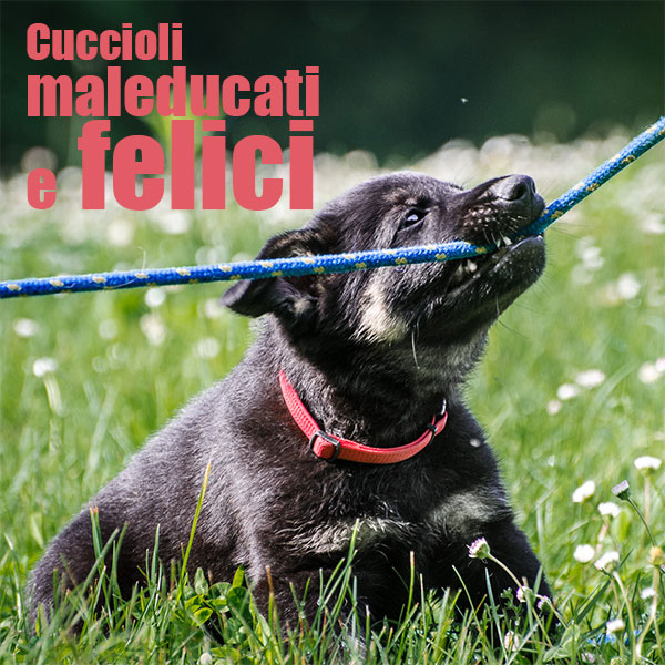 cucciolo educazione