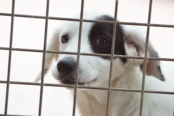 cucciolo in gabbia