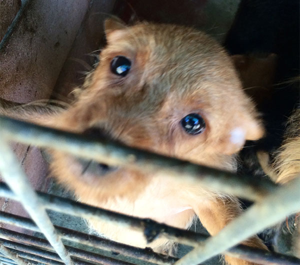 cucciolo chiuso in gabbia