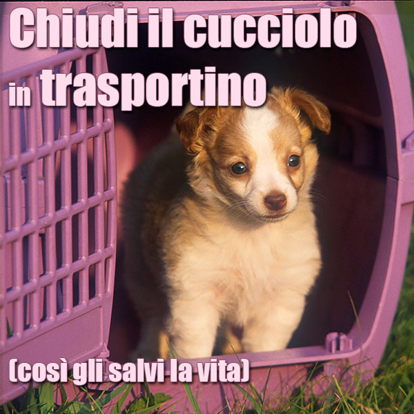 vita del cane nel trasportino