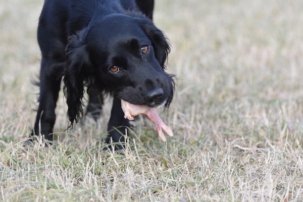 alimentazione del cane carne o cibo umido