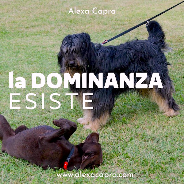 il mio cane è dominante