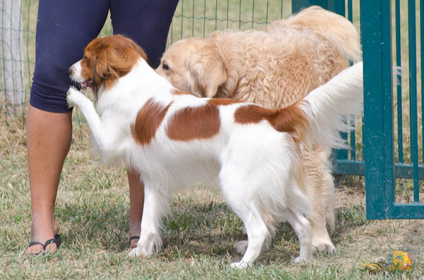 rinforzo punizione addestramento del cane