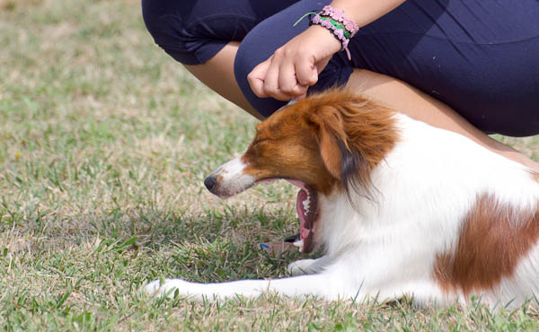 rinforzo punizione addestramento del cane