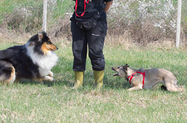 rinforzo punizione addestramento del cane