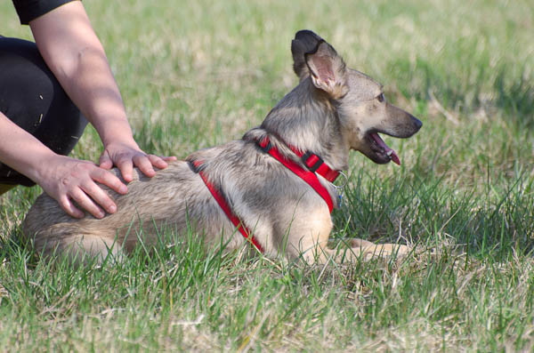 rinforzo punizione addestramento del cane
