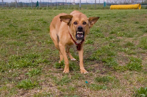 empatia comunicazione col cane