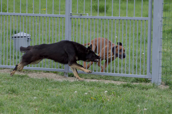 scontro tra cani sconosciuti ai giardini