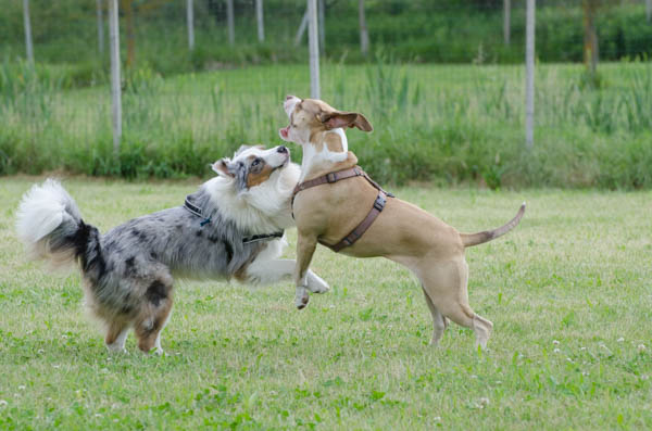 incontrare cani di razze pericolose
