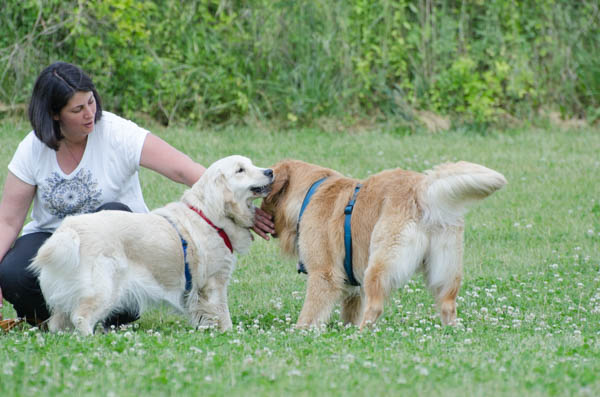 interazione di gioco pericoloso tra due cani