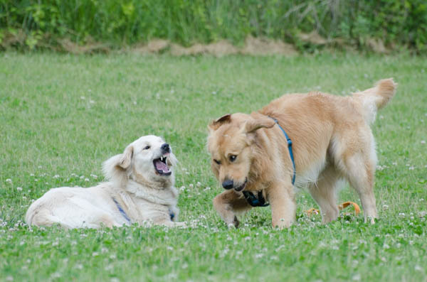 comportamento del cane il gioco