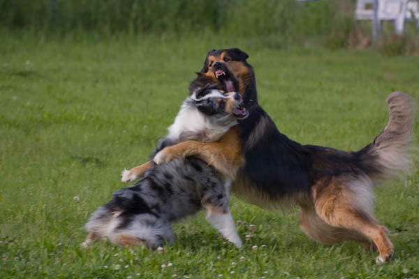 aggressività aggressione tra cani