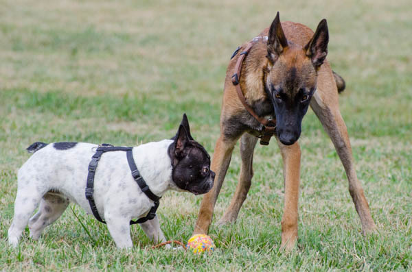 incontri pericolosi tra cani