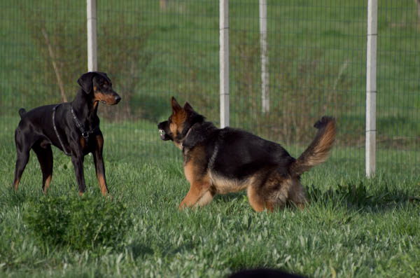 incontro tra cani ai giardini