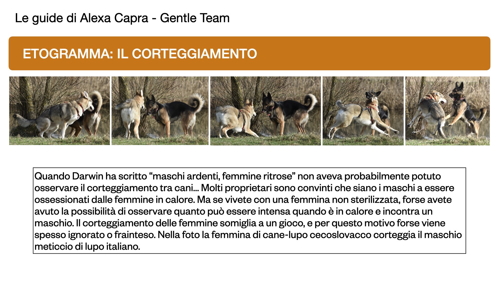 comportamento di corteggiamento nel cane