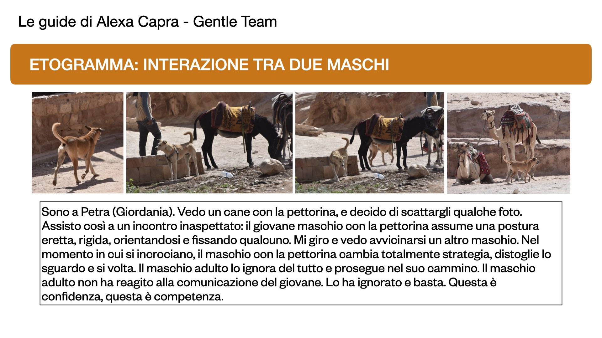 comportamento sociale del cane