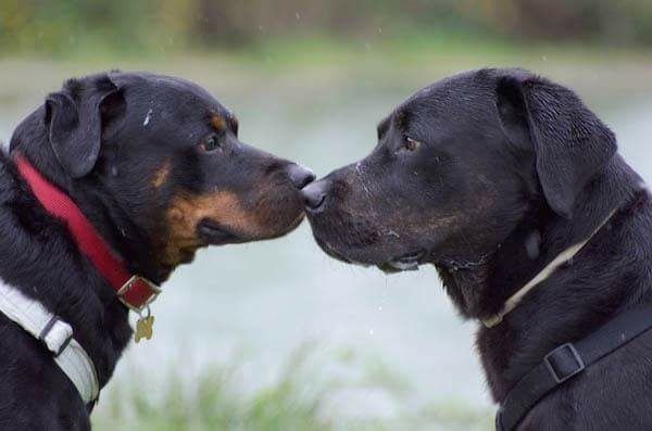 recuperare cane non socializzato