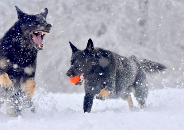 pastore tedesco gioco di caccia