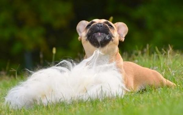 bouldogue francese giocattolo di pezza