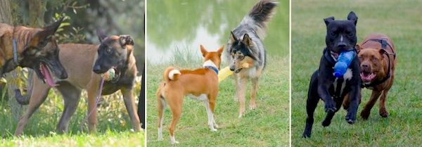 classi di socializzazione del cane