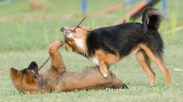 il comportamento di gioco nei cuccioli