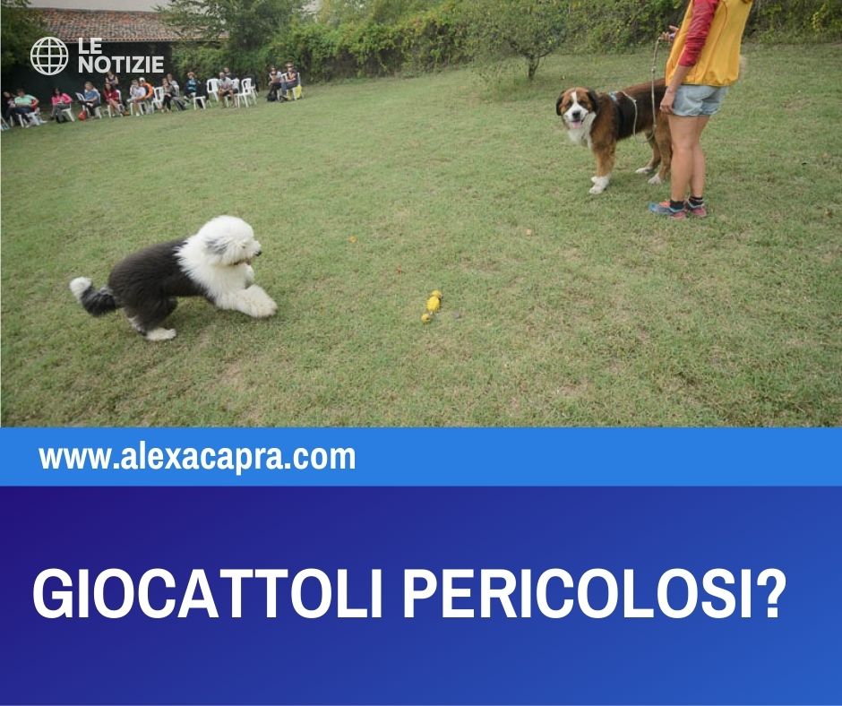 lasciare un giocattolo al cane in casa