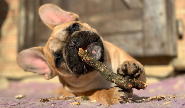 il mio cucciolo morde oggetti in casa