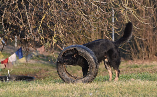 giocattolo per cane adulto