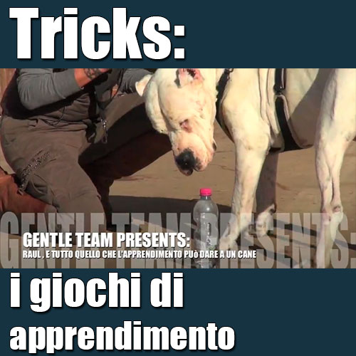 gioco di apprendimento del cane tricks