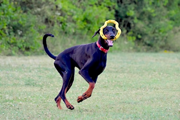 come giocare con il cane